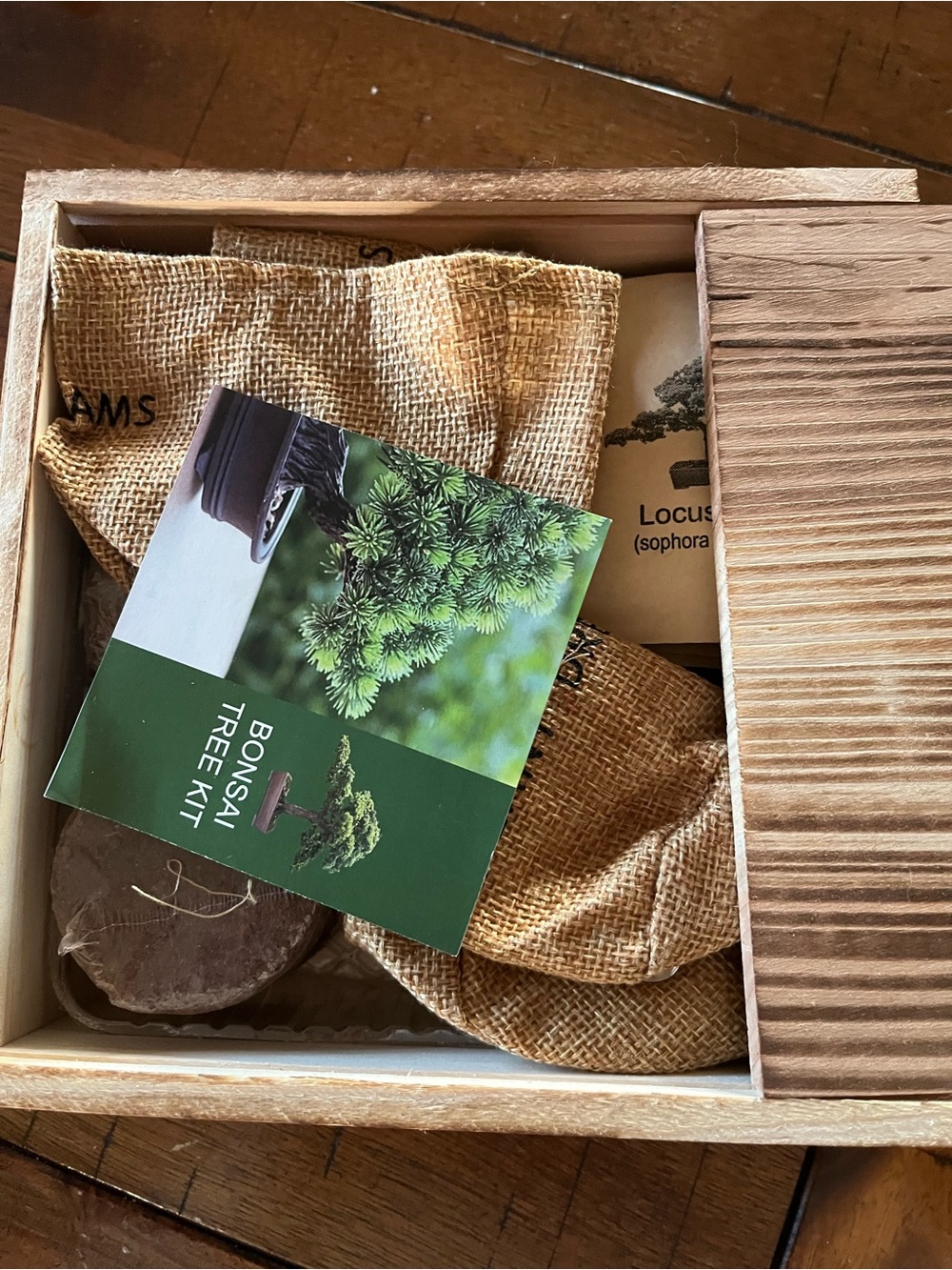 Bonsai Tree Kit with Burlap Pouches - Green